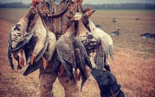 Arkansas Duck Guide