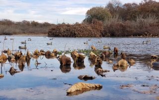Waterfowl Hunting Guides In Stuttgart Arkansas With Lodging