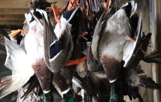Stuttgart AR Hunting Guides For Ducks & Waterfowl