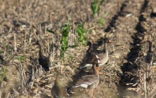 Waterfowl Hunting Guides In Stuttgart Arkansas With Lodging
