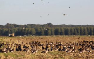 Waterfowl Hunting Guides In Stuttgart Arkansas With Lodging