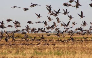 Waterfowl Hunting Guides In Stuttgart Arkansas With Lodging