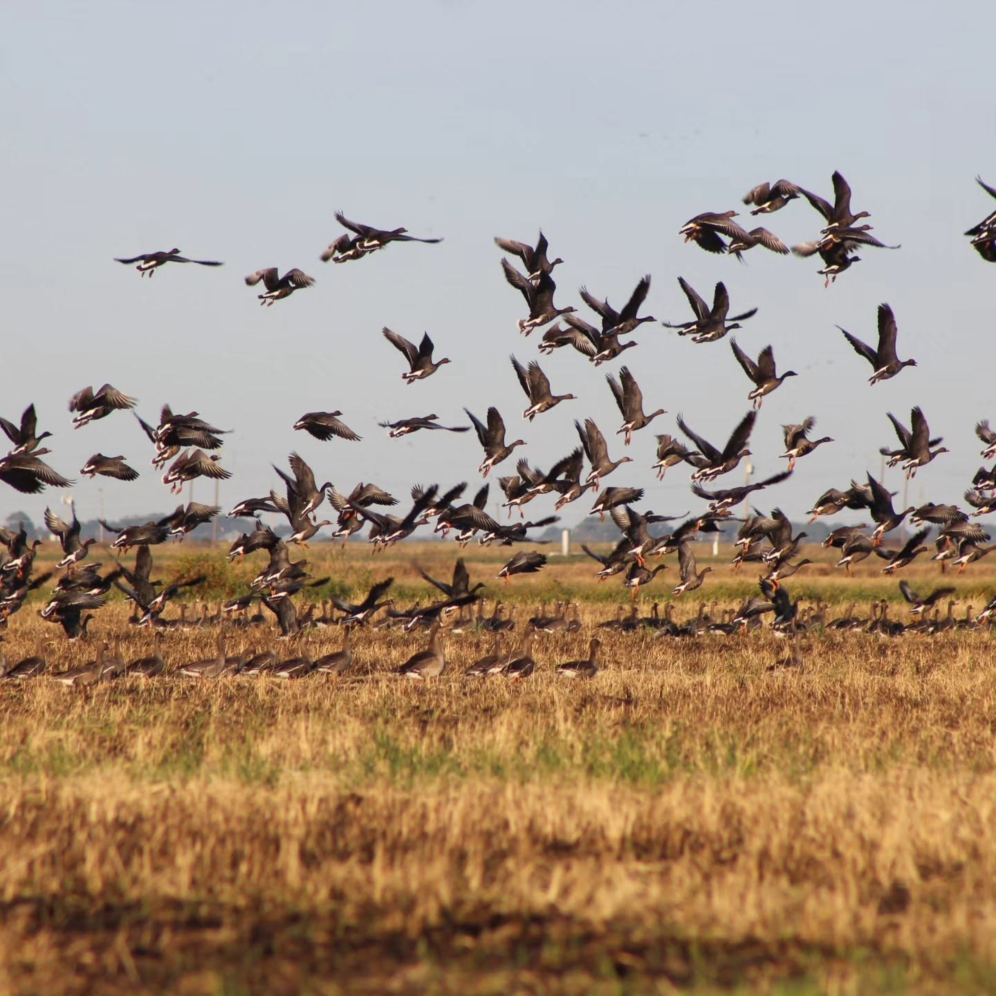 Waterfowl Hunting Guides In Stuttgart Arkansas With Lodging