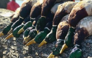 Arkansas Waterfowl Hunting Guides
