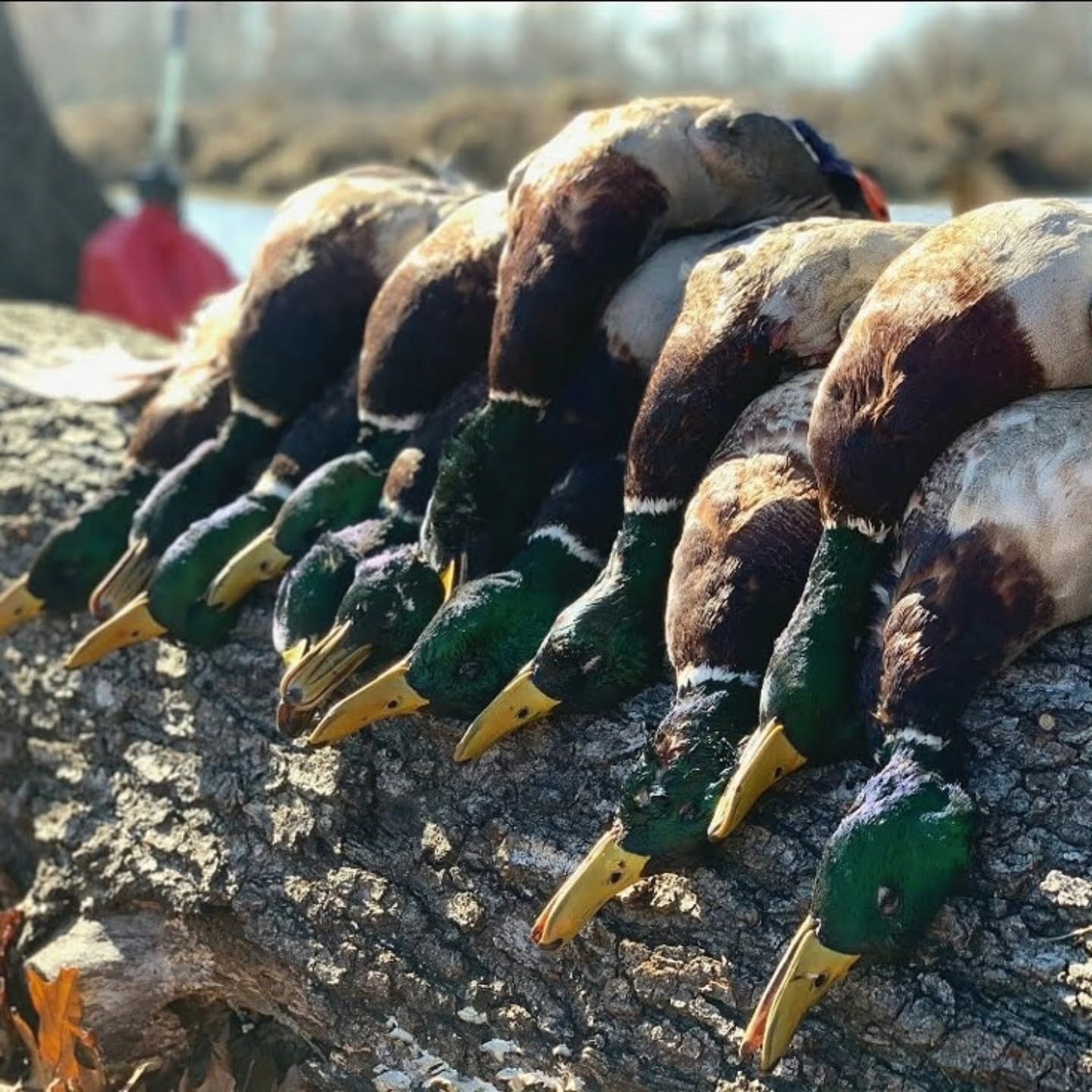 Arkansas waterfowl guide and hunters