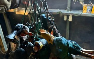 Arkansas Waterfowl Hunting Guides