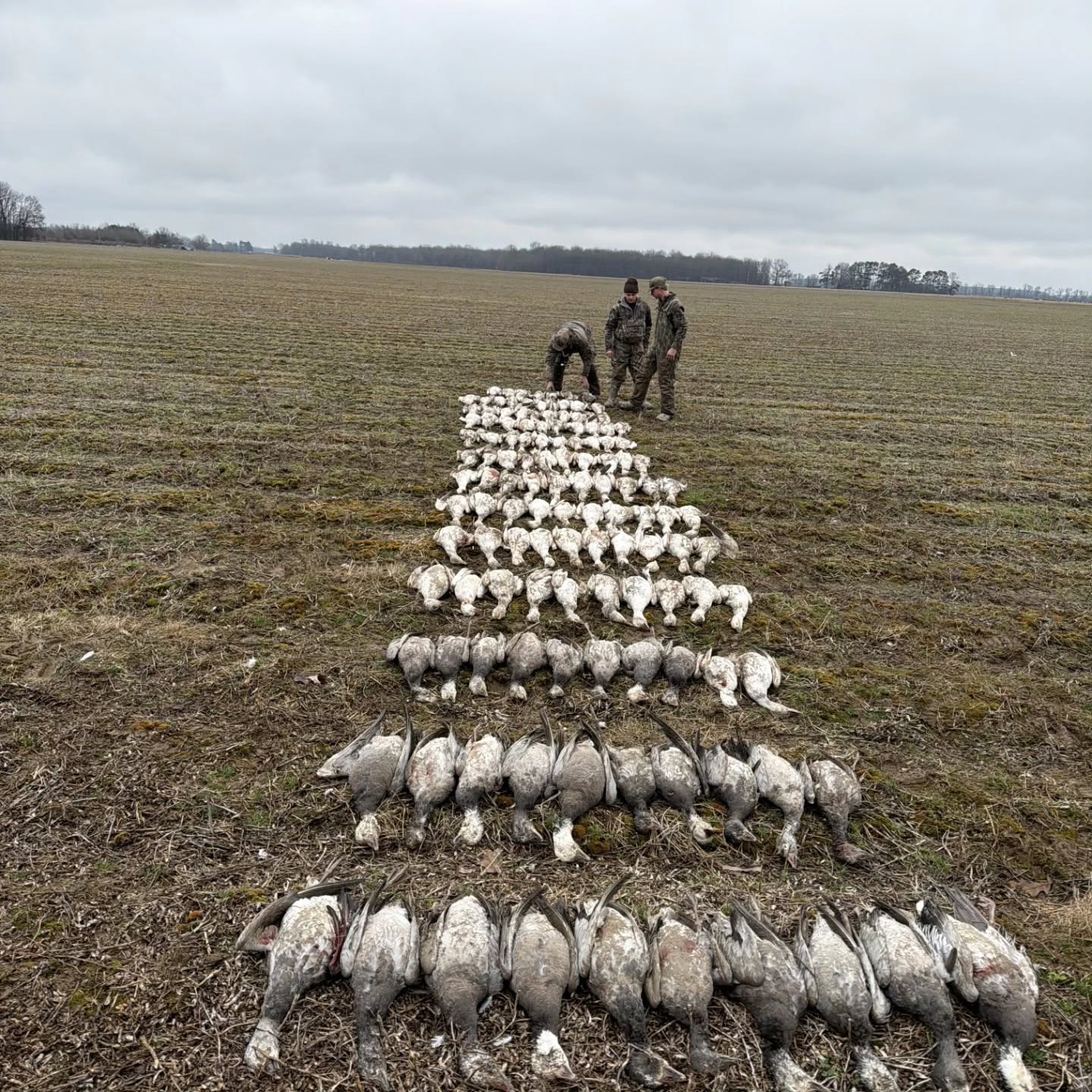 Snow goose decoy spread in an Arkansas field