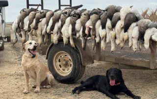 Combo Snow & Specklebelly Goose Hunt In Arkansas