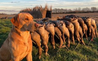 Specklebelly Snow Goose Hunts Fully Guided