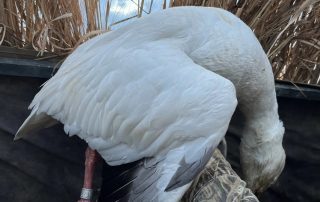 Banded Snow Goose From Guided Hunt In Arkansas