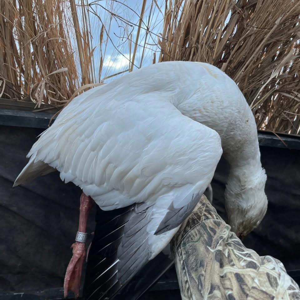 Large flock of snow geese over Arkansas decoys