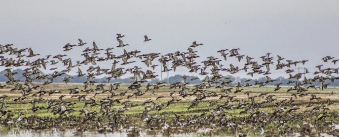 Hunt Field Ducks In Arkansas