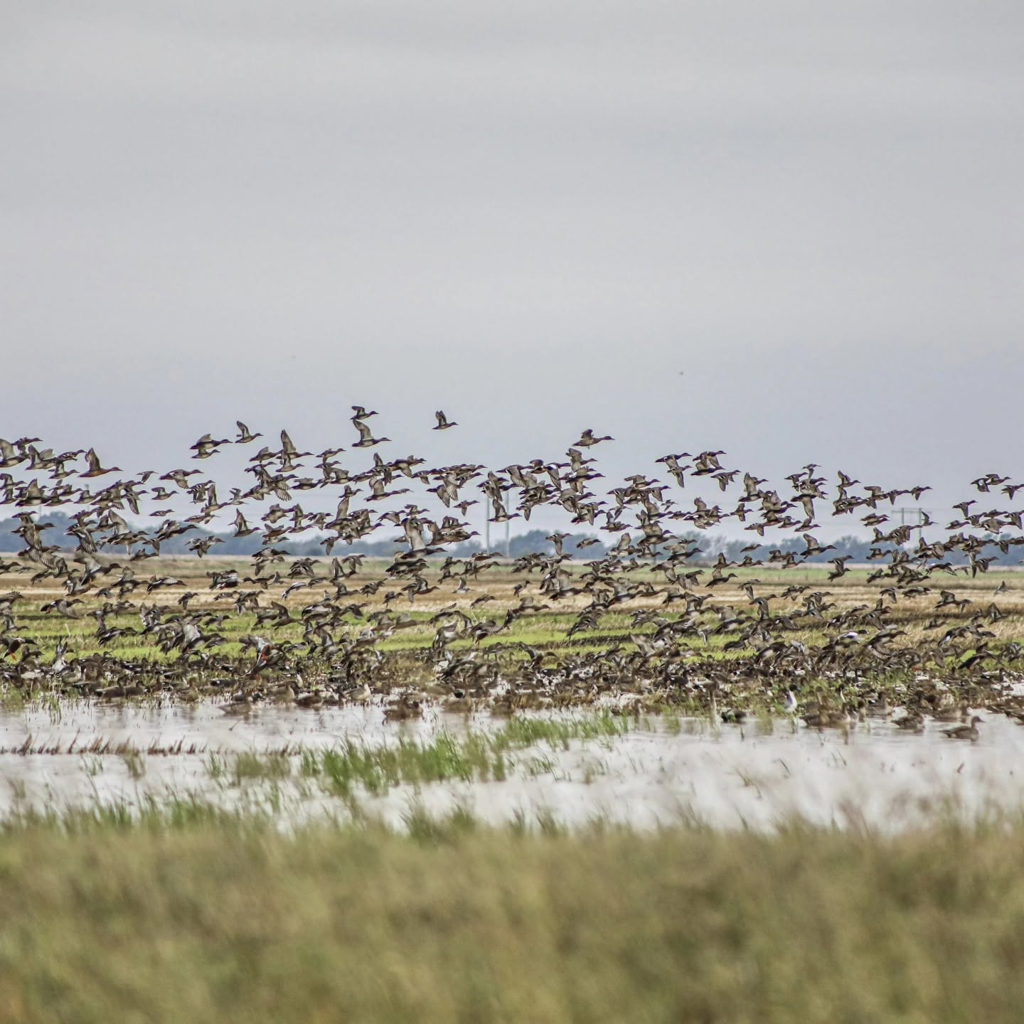 Hunt Field Ducks In Arkansas