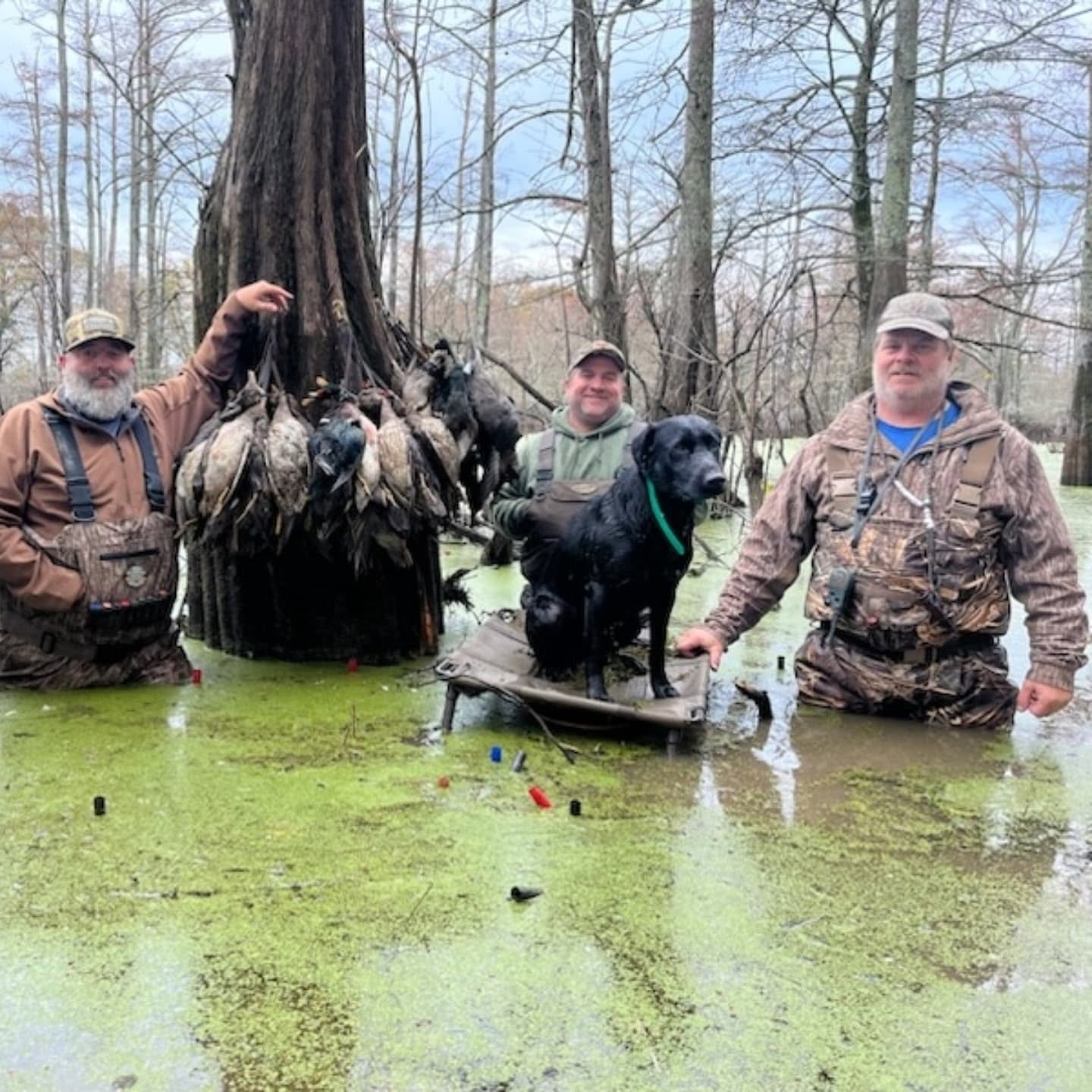 Stuttgart AR Fully-Guided Flooded Marsh Hunts For Ducks Snow goose decoy spread in an Arkansas field