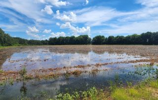 Stuttgart AR Fully-Guided Flooded Marsh Hunts For Ducks