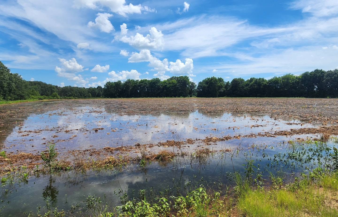 Stuttgart AR Fully-Guided Flooded Marsh Hunts For Ducks Large flock of snow geese over Arkansas decoys