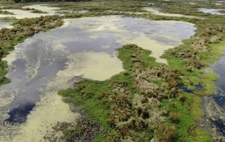 Stuttgart AR Fully-Guided Flooded Marsh Hunts For Ducks