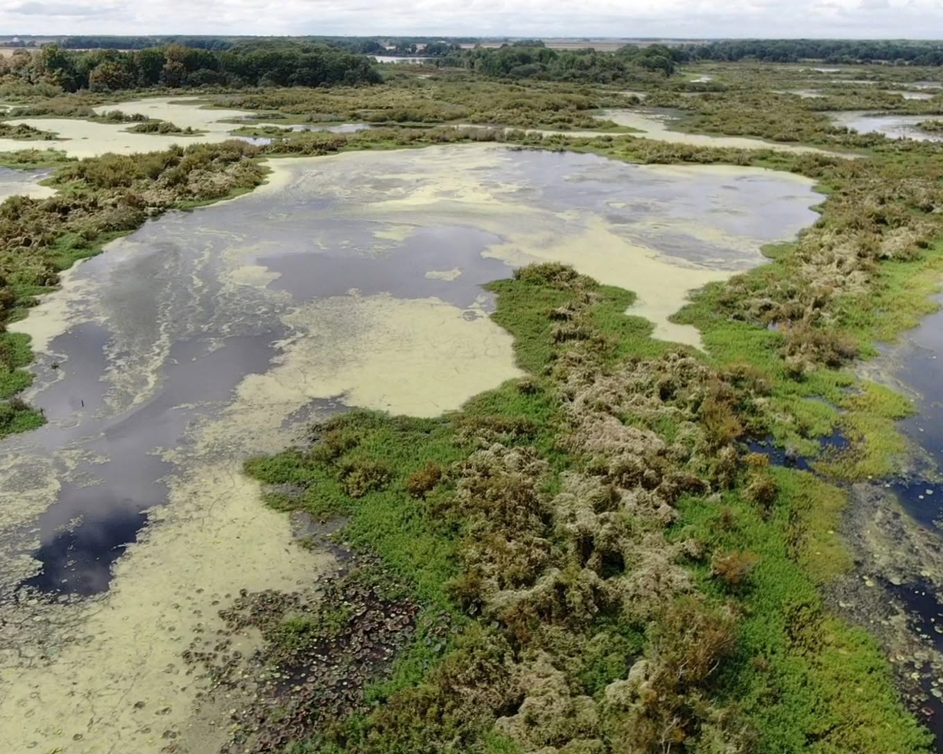 Stuttgart AR Fully-Guided Flooded Marsh Hunts For Ducks Snow goose decoy spread in an Arkansas field