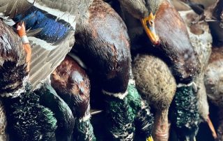 Mallard Drake Duck Hunts Fully Guided