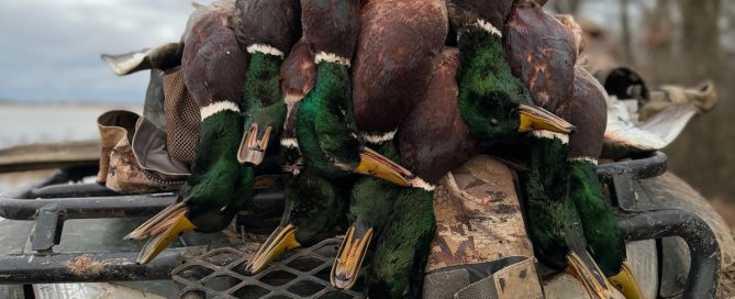 Guided Mallard Duck Hunts In Arkansas