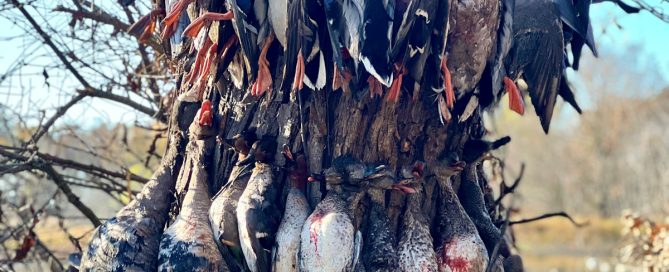 Guided Duck Hunting Trips Arkansas