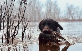 Chocolate Lab For Duck Hunting