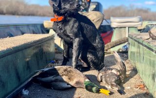 Black Lab With Mallard Duck On Hunt