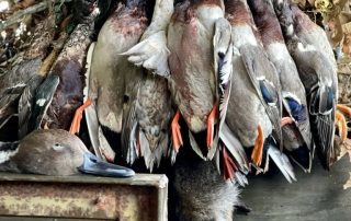 Mallard Duck Hunts Stuttgart Arkansas
