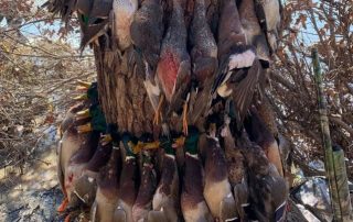 Arkansas Mallard Duck Hunts