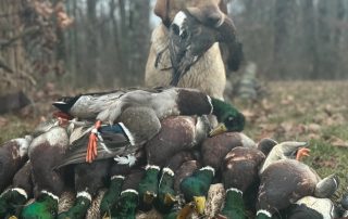 Mallard Duck Hunts Stuttgart Arkansas