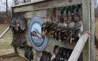 Arkansas Mallard Duck Hunts