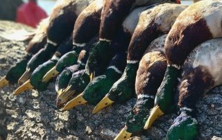 Arkansas Fully Guided Duck Hunts