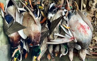 Arkansas Fully Guided Duck Hunts