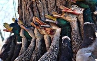 Flooded Timber Duck Hunts Stuttgart AR