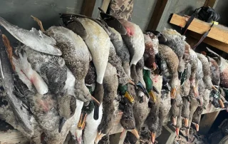 Flooded Timber Duck Hunts Stuttgart AR