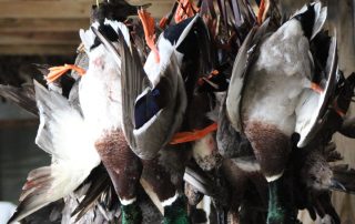 Mallard Duck Hunts Stuttgart Arkansas