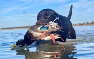 Guided Duck Hunting Trips Arkansas