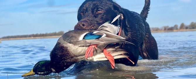 Guided Duck Hunting Trips Arkansas