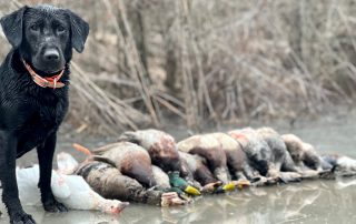 Guided Duck Hunting Trips Arkansas
