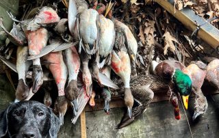 Guided Duck Hunts In Arkansas
