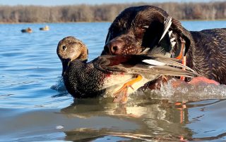 Stuttgart Arkansas Duck Guides