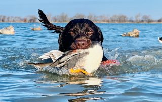 Puddle Duck Hunts In Arkansas