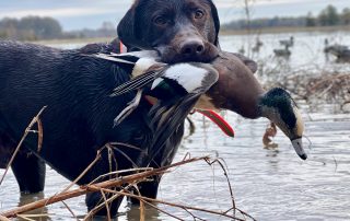 Fully Guided Duck Hunts In Arkansas With Lodging