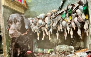 Arkansas Duck Hunting Guides