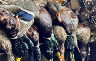 Mallard Ducks From Arkansas Guided Hunt