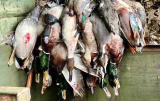 Mallard Ducks From Arkansas Guided Hunt