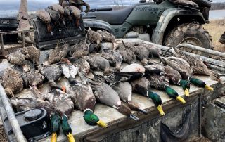 Mallard Ducks From Arkansas Guided Hunt
