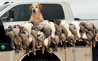 Arkansas Snow Goose Hunting Guides