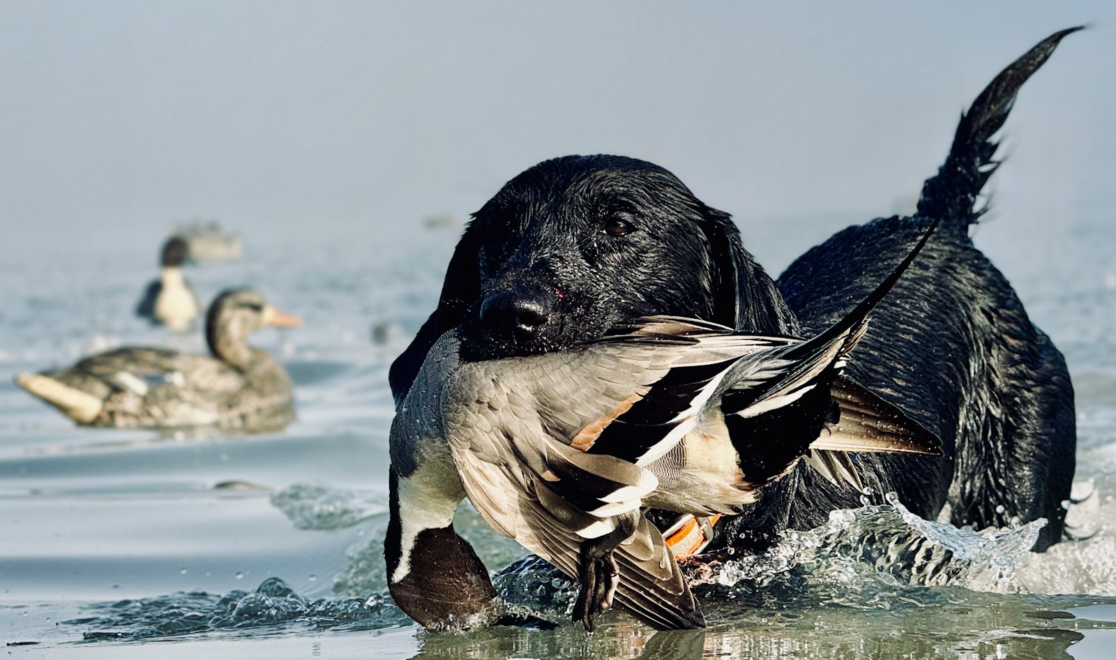 Arkansas Pintail Duck Hunts Arkansas Pintail Duck Hunts