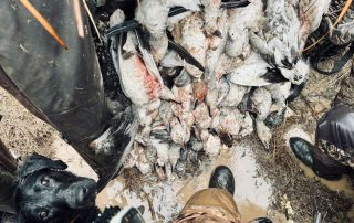 Arkansas Snow Goose Guides